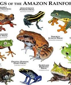 Frogs Of The Amazon Rainforest – Poster | Canvas Wall Art Print - Remizozo