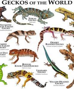 Geckos Of The World Print – Poster | Canvas Wall Art Print - Remizozo