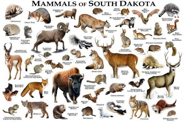 Mammals Of South Dakota Print - South Dakota Mammals Field Guide ...