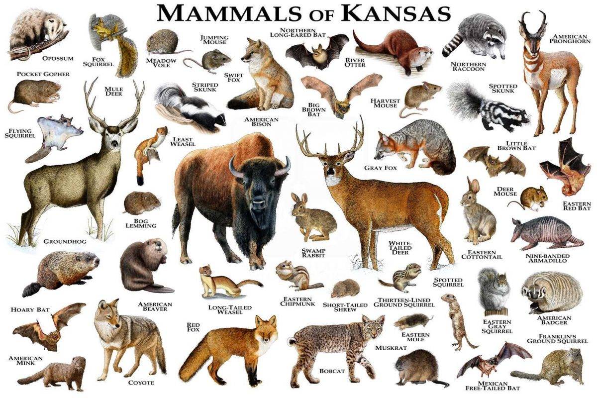 Mammals Of Kansas Print Kansas Mammals Field Guide Animals Of