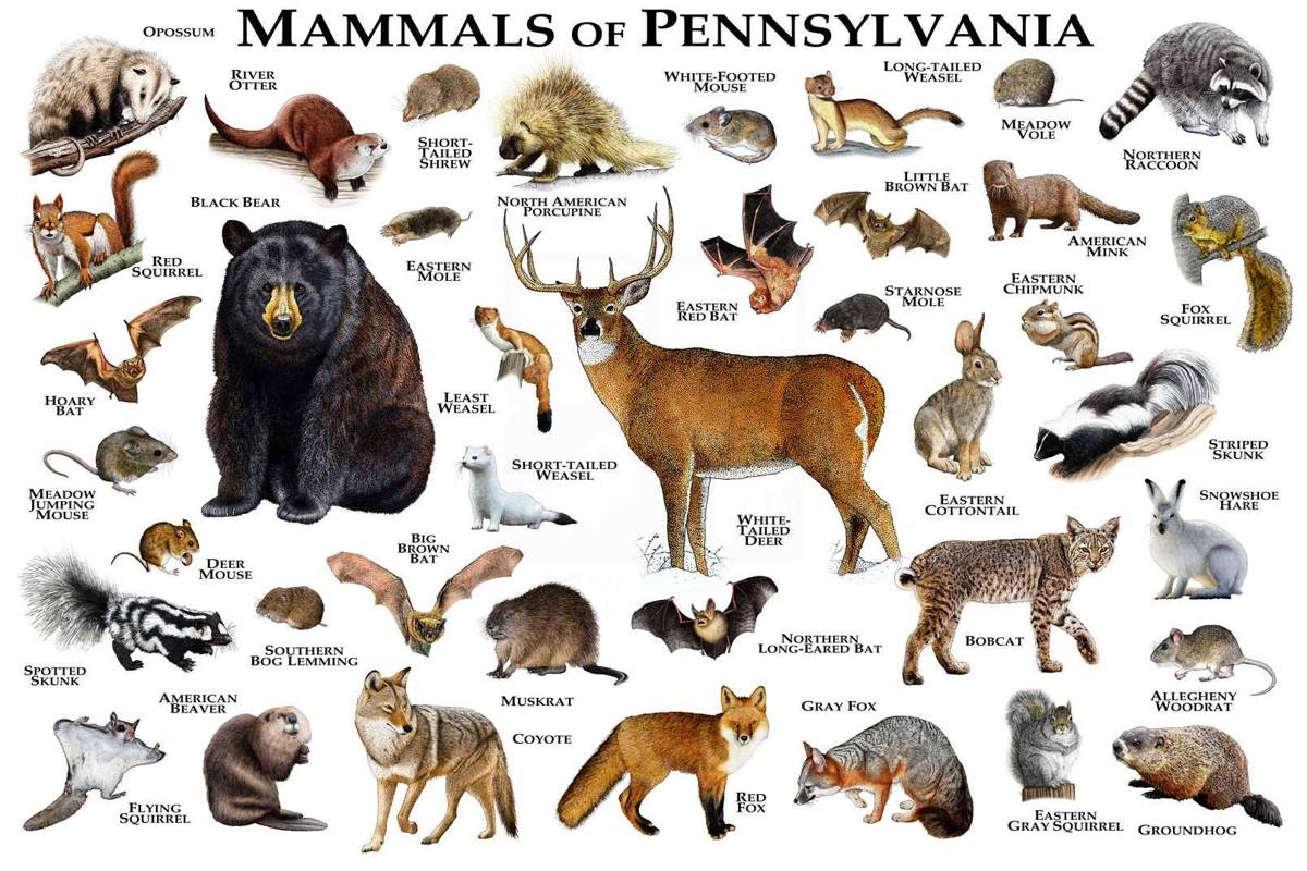 Mammals Of Pennsylvania Print - Pennsylvania Mammals Field Guide ...