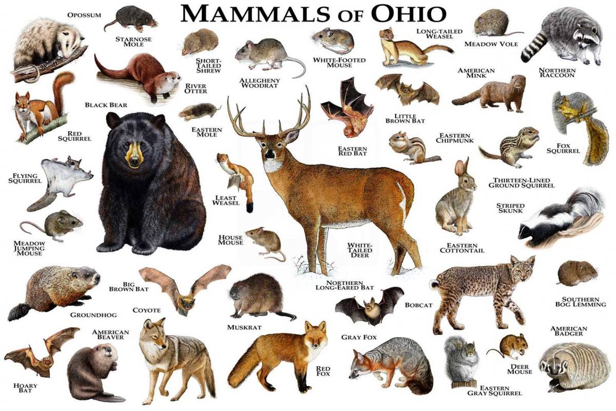 Mammals Of Ohio Print Ohio Mammals Field Guide Animals Of Ohio