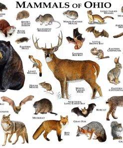 Mammals Of Ohio Print - Ohio Mammals Field Guide - Animals Of Ohio ...