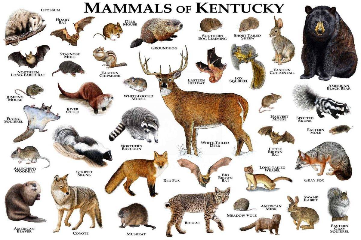 mammals-of-kentucky-print-kentucky-mammals-field-guide-animals-of