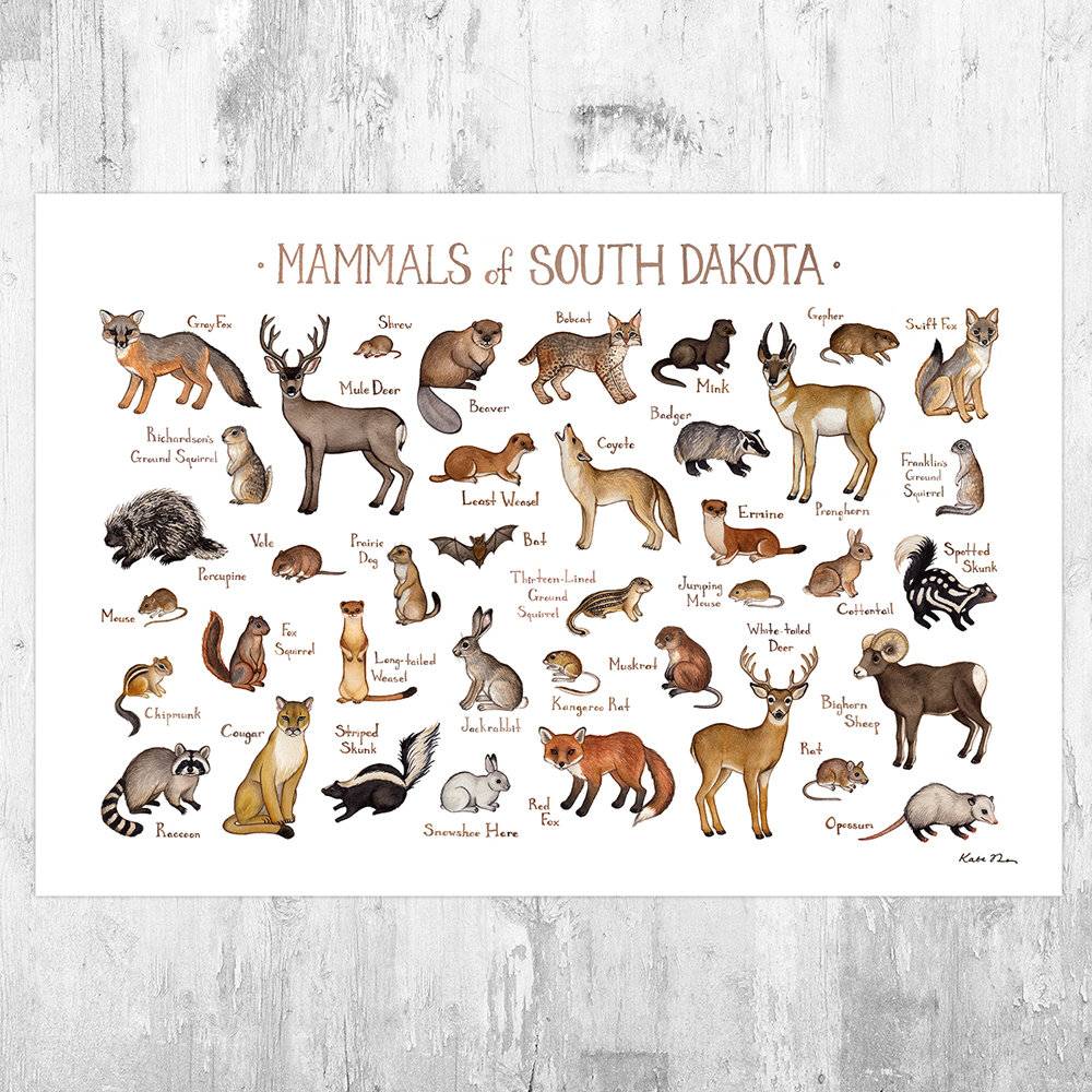 South Dakota Mammals Field Guide Art Print - Animals Of South Dakota