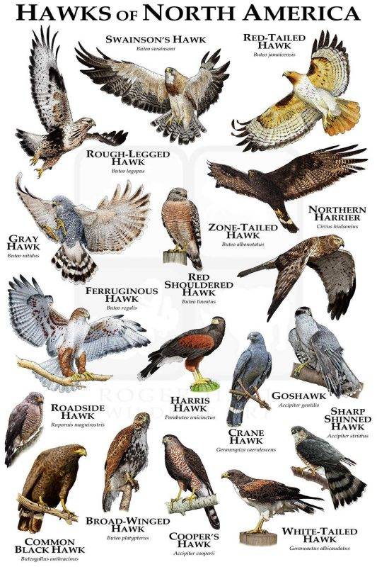 Hawks Of North America Print - Field Guide – Poster | Canvas Wall Art ...