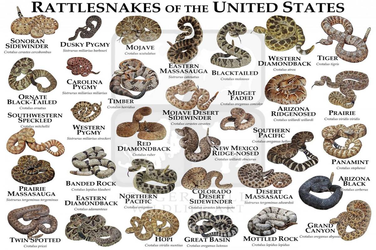 Rattlesnakes Of The United States Art Print - Field Guide – Poster ...