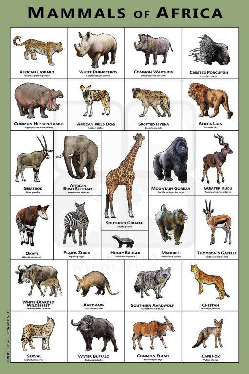 Mammals Of The African Art Print - Field Guide – Poster | Canvas Wall ...